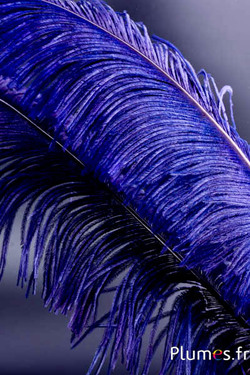 Struisvogel gesneden - 50-60 cm - bosbes